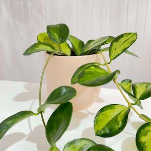 Indoor Plants: Hoya - Lisa
