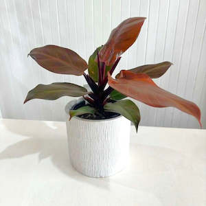 Indoor Plants: Philodendron MC Finale