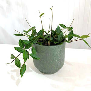Indoor Plants: Peperomia Rocca Verde 12cm