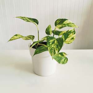 The Golden Pothos