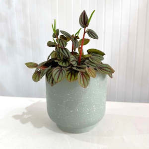 Indoor Plants: Peperomia Piccolo Banda