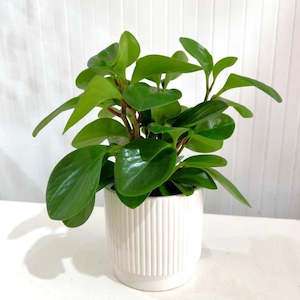 Indoor Plants: Peperomia Green