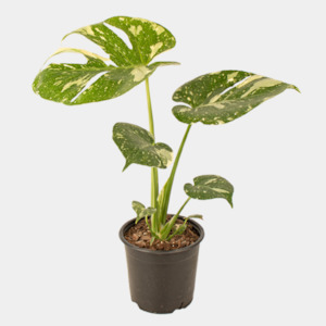 Indoor Plants: Thai Monstera Constellation