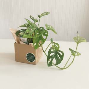 Indoor Plants: The Marvelous Monkey Mask