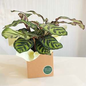 Indoor Plants: Calathea Makoyana