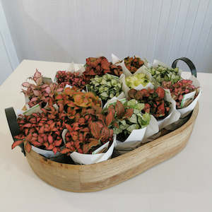 Indoor Plants: Fittonia Nerve Plant