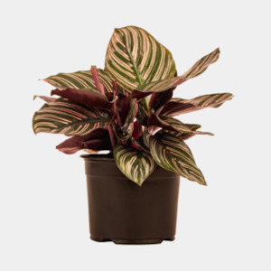 Indoor Plants: Calathea Ornata