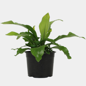 Indoor Plants: Birds Nest Fern