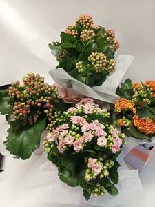 All: Kalanchoe plant