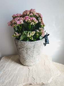 All: Kalanchoe plant with bunny