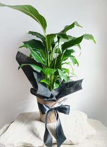 All: Peace Lilly wrapped