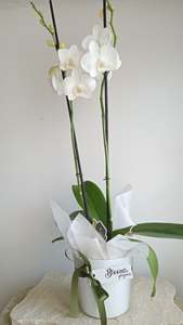 All: Orchid large