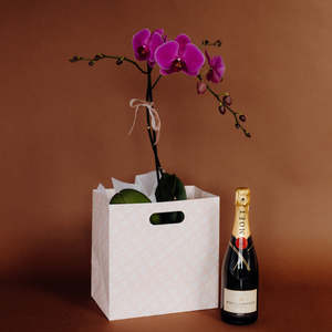 Phalaenopsis Orchid Plant + Imperial Brut Möet 750ml