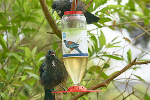 Topflite: Topflite: Tui and WIld Bird Nectar Nourisher Kit