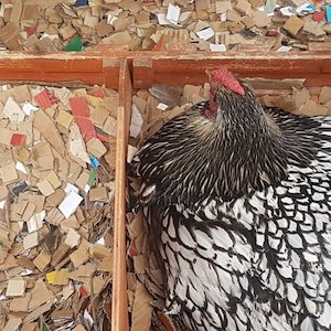 Rabbit Guinea Pigs: Airlyte Animal Bedding