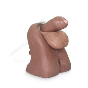 Male Genitalia Trainer
