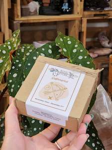 Zodiac Collection: Sagittarius Zodiac Box