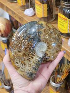 Whole Large Ammonite