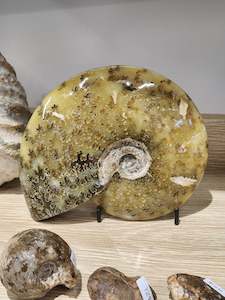 Whole Polished Ammonite