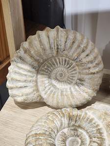 Whole Ammonite