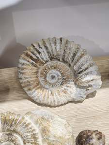 Whole Ammonite