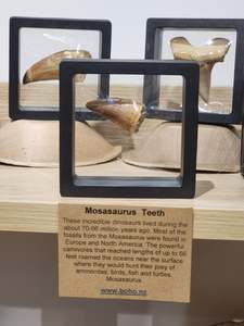 Fossils Specimens: Small Mossasaur Tooth