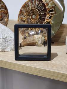 Large Mossasaur Tooth