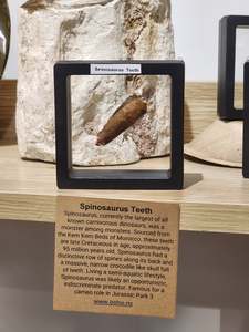 Spinosaurus Tooth