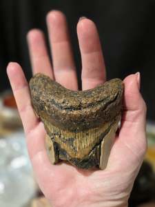 Huge Megladon Shark Tooth Fossil
