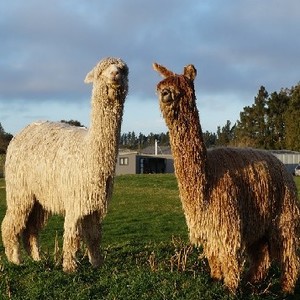 Products: Sherlin Alpacas - boonly