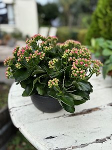 Plant Lovers Havelock North - BOTANIC FUSION FLORIST