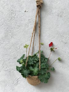 HANGING PLANT - Botanic Fusion Florist Fresh Flowers Havelock North
