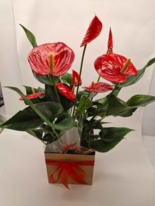 Plant - Anthurium Red Plant