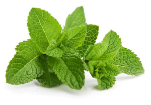 Fresh Herbs 1: Herbs Mint 200g Bag