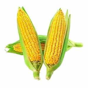 Fresh Veggies 1: Sweet Corn 3 Pcs