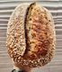 Ancient Grain (Free Form) Sourdough - Tuesday to Saturday - Breadhead