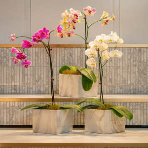 Plant: Orchid Plant