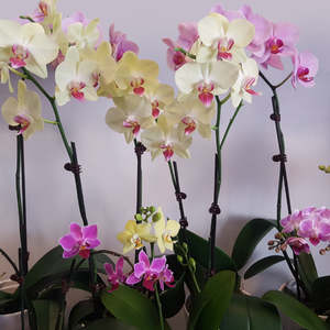Plant: Mini Orchid Plant