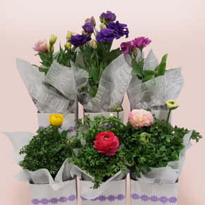 Plant: Seasonal Flower in Small Bag