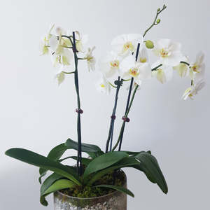 Plant: Phalaenopsis in Glass Vase