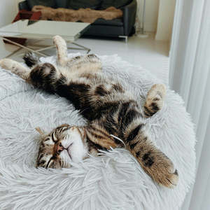 Pets: Brooklyn® Deep Sleep Cat Bed