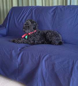 Pets: Pet Large Waterproof Sheet