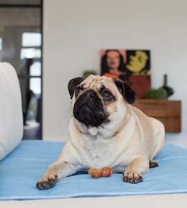 Pets: Pet Bed Pad