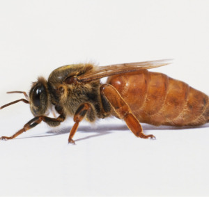 Bees: Spring Mated Queen Bee