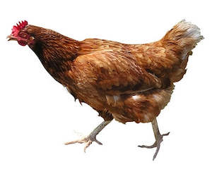 hens: Hen Health