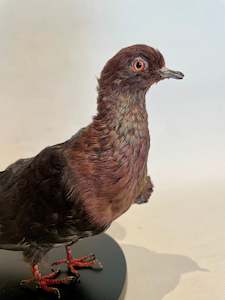 Products: Archangel Pigeon Taxidermy no.2