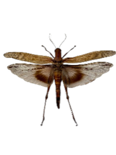 Taxidermy: Desert Locust -Framed