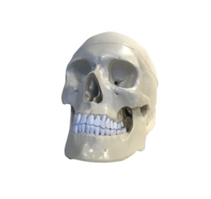 Anatomical Models: Anatomical Human Skull Model