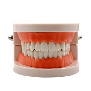Anatomical Models: Adult Teeth Teaching Model