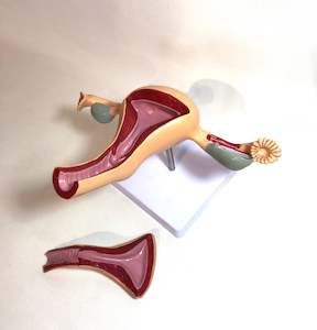 Anatomical Models: Female Reproductive System Model
